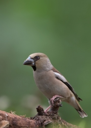 appelvinkvrouw1