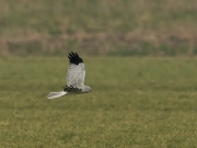 blauwekiek