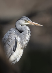 1_blauwe-reiger