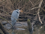 blauwe-reiger