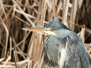 blauwe-reiger1