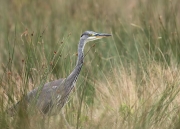 blauwereiger