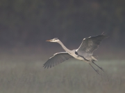 blauwereiger