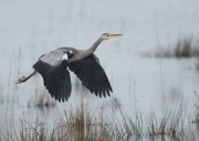 blauwereiger