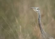 blauwereiger1FB