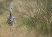 blauwereiger3