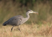 blauwereigerkikker