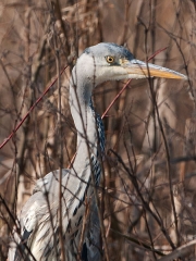 blreiger