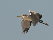 blreiger0109