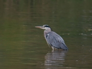 blreiger0909