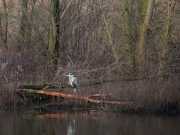 blreiger_2