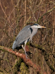 blreiger_3