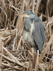 c58-blauwe-reiger