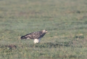 1_buizerd