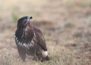 Buizerd