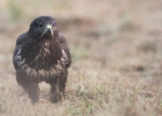 Buizerd1