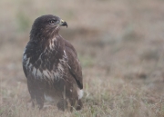 Buizerd3