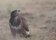 Buizerd4