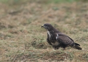 buizerd-c27