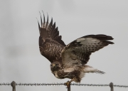 buizerd-c31