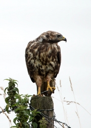 buizerd-c8