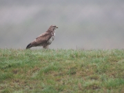 buizerd