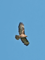 buizerd1