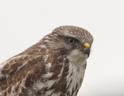 buizerd103