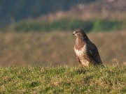 buizerd1211a