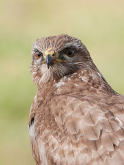 buizerd1_2