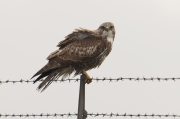 buizerd1_3