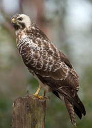 buizerd1site