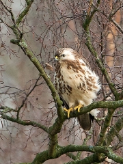 buizerd2-c80