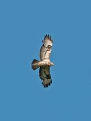 buizerd2