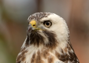 buizerd2site