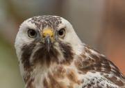 buizerd3site