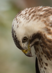 buizerd4site