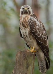 buizerd5site