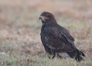 buizerd6