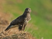 buizerd_kopie