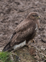 c53-buizerd