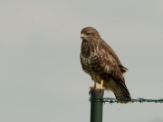 c54-buizerd