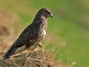 c67-buizerd1