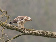 c75-buizerd