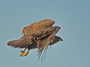 c82-buizerd1