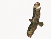 c87-buizerd