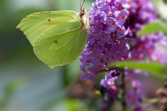 citroenvlinder