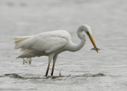 grotezilverreiger