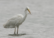 grotezilverreiger1