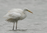 grotezilverreiger2